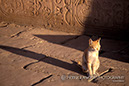 %_tempFileNamepets001%