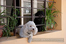 %_tempFileNamepets008%