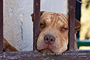 %_tempFileNamepets010%