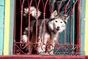 %_tempFileNamepets014%